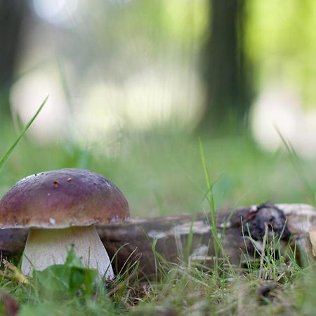 Rodinny Penzion U Wolfu Chrastava Εξωτερικό φωτογραφία